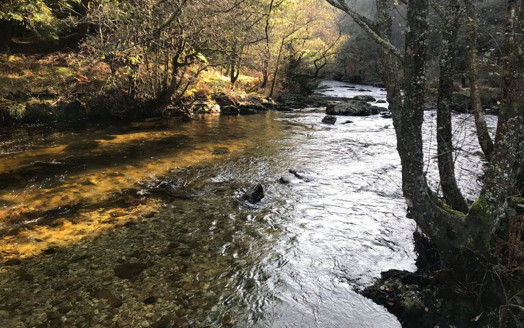 How Afonydd Cymru will work with the rivers trusts