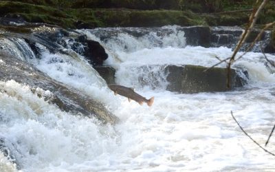 Celebrate World Fish Migration Day in South Wales