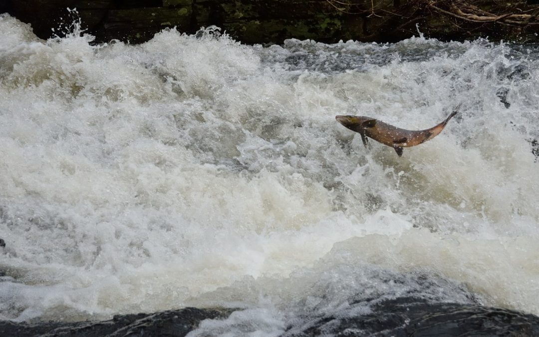 Reconnecting The Salmon Rivers Of Wales 2022-23