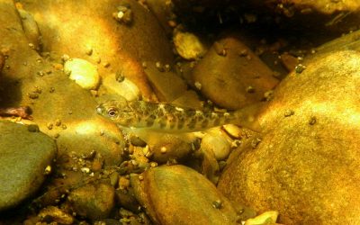 Conservation Groups Welcome Natural Resources Wales’s Support of Measures to Protect Salmon and Sea Trout