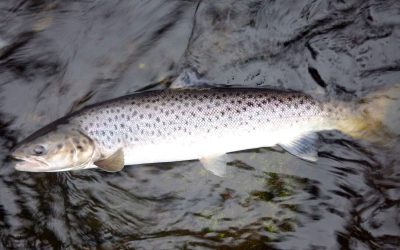 IFM Sea Trout Symposium, 12th & 13th September